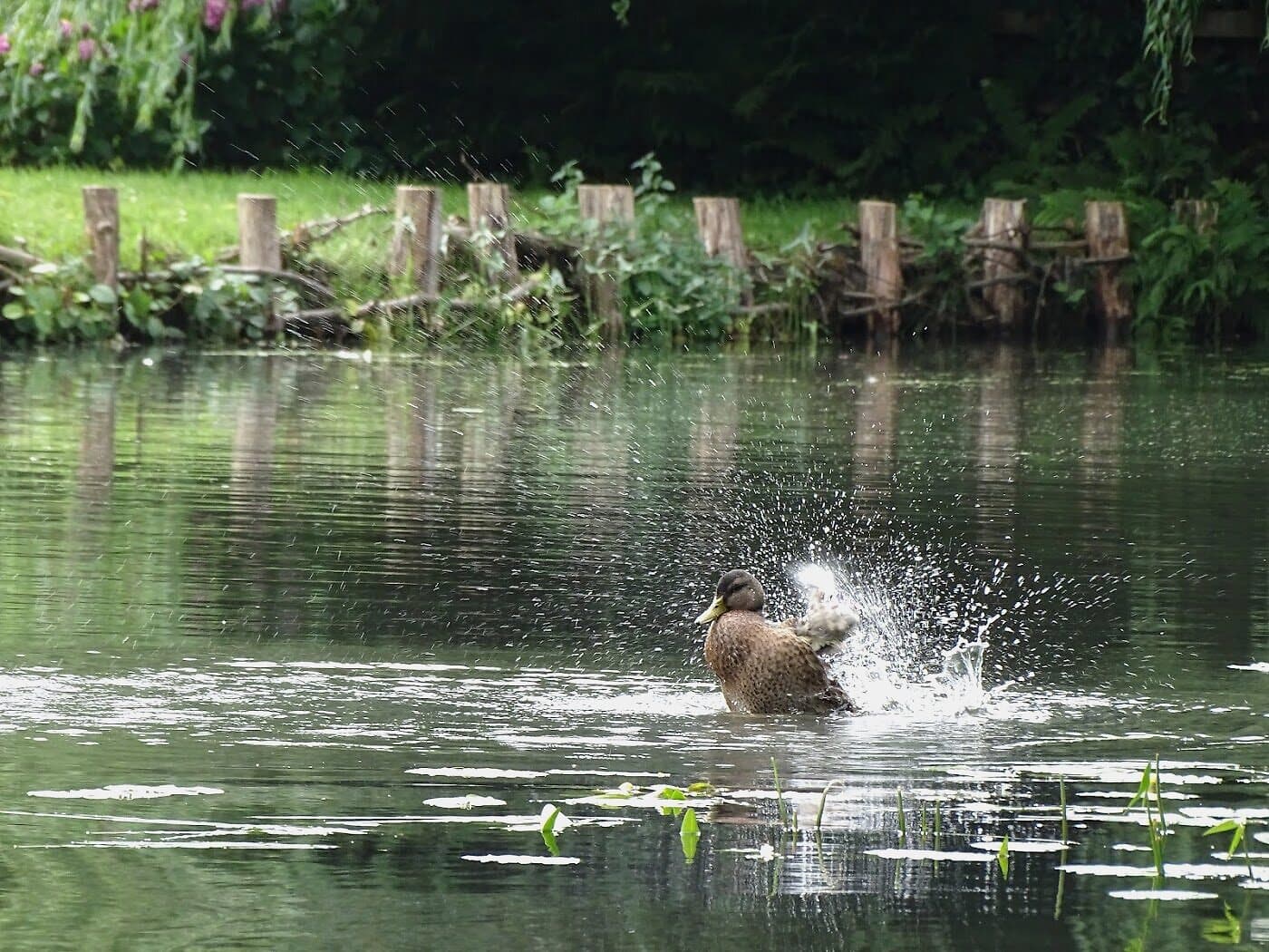 Ente auf stillem Wasser